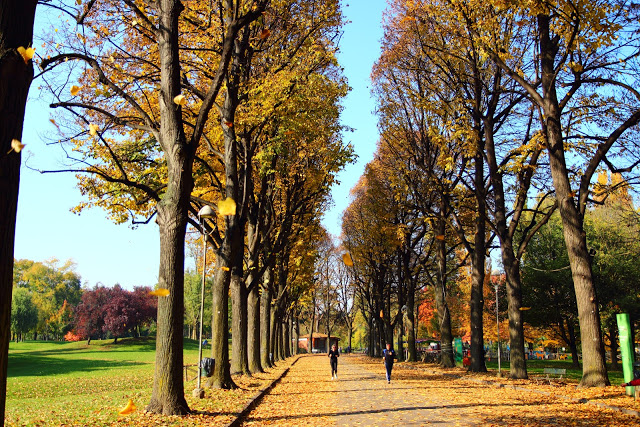 Viale alberato autunnale al parco della Pellerina di Torino